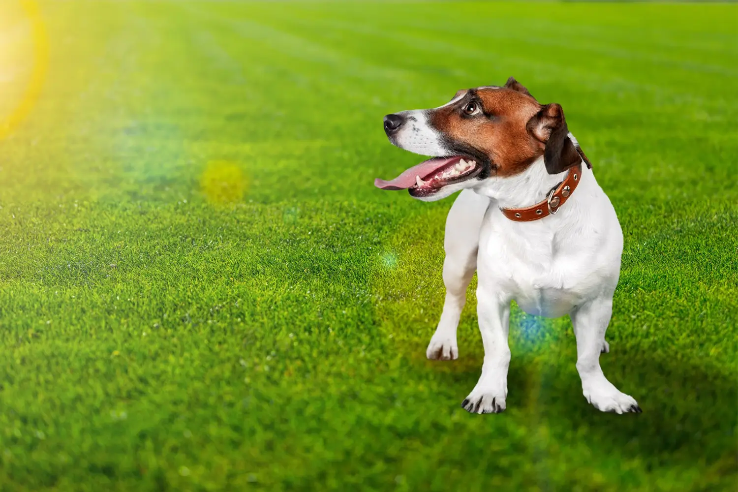 pet-turf-img